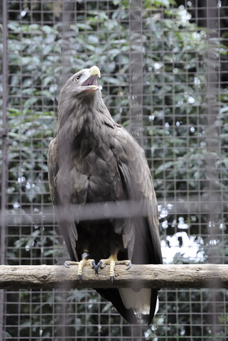 上野動物園088.jpg