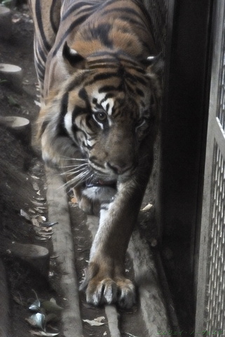 上野動物園102.jpg