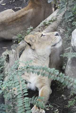 上野動物園119.jpg