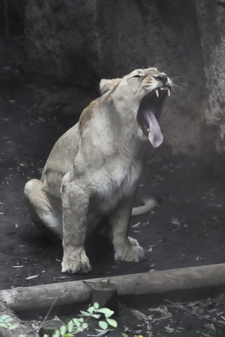 上野動物園121.jpg