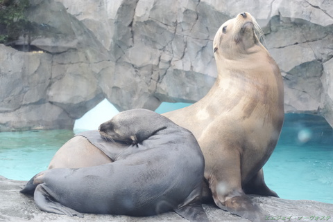 上野動物園129.jpg