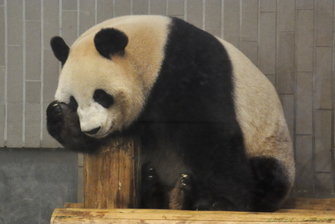 上野動物園147.jpg