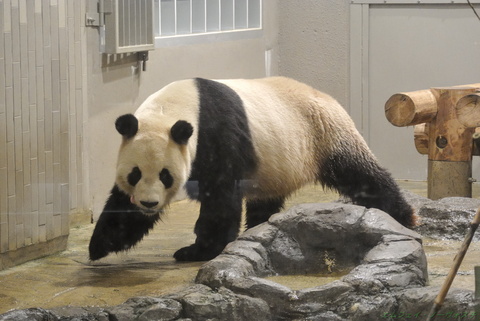 上野動物園160.jpg