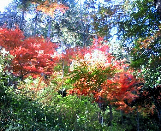 高幡不動の紅葉