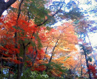 高幡不動の紅葉