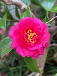 ２月９日 サザンカ　カンツバキ（寒椿、獅子頭） Camellia sasanqua‘Shishigashira’