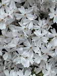 ４月８日 シバザクラ（芝桜） Phlox subulata