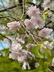 ４月１２日 ヤエベニシダレ（八重紅枝垂） Prunus spachiana var. spachiana f. spachiana 'Plena-rosea'