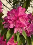 ４月１３日 シャクナゲ（石楠花） Rhododendron subg. Hymenanthes