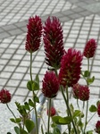 ４月１５日 ベニバナツメクサ（紅花詰草） Trifolium incarnatum L.