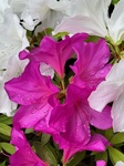 ４月２７日 ツツジ（躑躅） Rhododendron pulchrum