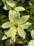 ６月３日 ヤマボウシ（山法師・四応花・四照花） Cornus kousa（Benthamidia japonica）