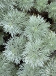 ７月１５日 シルバーマウンド アルテミシア（朝霧草） Artemisia schmidtiana