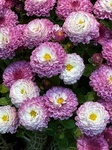 １０月２８日 カンギク（寒菊） Chrysanthemum indicum var. hibernum