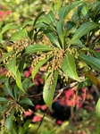 １１月１２日 アセビ（馬酔木） Pieris japonica