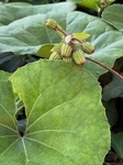 １１月１３日 ツワブキ（石蕗） Farfugium japonicum