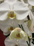 １１月１４日 コチョウラン（胡蝶蘭） Phalaenopsis aphrodite