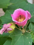 １１月１６日 フヨウ（芙蓉） Hibiscus mutabilis