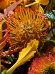 １１月１８日 ピンクッション Leucospermum cordifolium