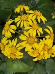 １２月３日 ツワブキ（石蕗） Farfugium japonicum