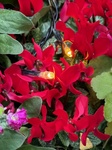 １２月５日 シクラメン（篝火花） Cyclamen persicum