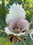 １２月６日 ハボタン（葉牡丹） flowering cabbage (Brassica　oleracea　ver,acephala)