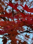 １２月７日 イロハモミジ（伊呂波紅葉） Acer palmatum