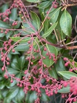 １２月２５日 アセビ（馬酔木） Pieris japonica