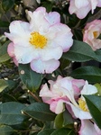 １２月３１日 サザンカ（山茶花） Camellia sasanqua