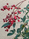 １月１日 ナンテン（南天） Nandina domestica