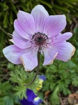 １月２日 アネモネ（紅花翁草） Anemone coronaria