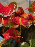 １月３日 アンスリウム オオベニウチワ（大紅団扇） Anthurium andreanum