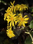 １月４日 ツワブキ（石蕗） Farfugium japonicum