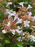 １月６日 アベリア（花衝羽根空木）Abelia × grandiflora