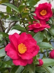 １月１２日 サザンカ（山茶花） Camellia sasanqua