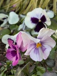 １月１４日 パンジー （三色菫）Viola tricolor var. hortensis