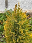 ２月４日 ゴールドクレスト Hesperocyparis macrocarpa 'Goldcrest'