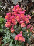 ２月７日 キンギョソウ（金魚草） Antirrhinum majus