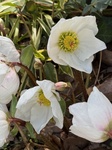 ２月８日 クリスマスローズ（雪起こし） Helleborus niger