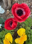 ２月１２日 アネモネ（紅花翁草） Anemone coronaria