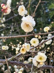 ２月１４日 ウメ（白梅） Prunus mume