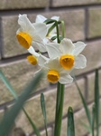 ２月１６日 スイセン（水仙） Narcissus