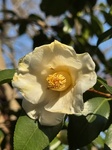 ２月２８日 ツバキ（椿） Camellia japonica