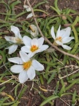 ３月１日 クロッカスクリサンツス Crocus chrysanthus cv.