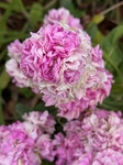 ３月４日 ストック（紫羅欄花） Matthiola incana
