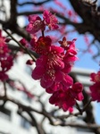 ３月７日 ウメ（梅） Prunus mume