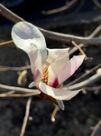 ３月９日 サラサモクレン（更紗木蓮）Magnolia soulangiana