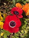 ３月１４日 アネモネ（紅花翁草） Anemone coronaria