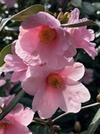 ３月１８日 ツバキ（椿） Camellia japonica