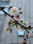 ３月２１日 コヒガンザクラ（小彼岸桜） Prunus subhirtella